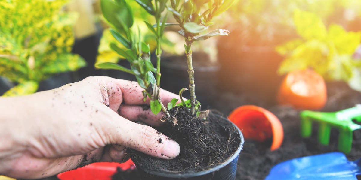 Co siać i sadzić w styczniu?