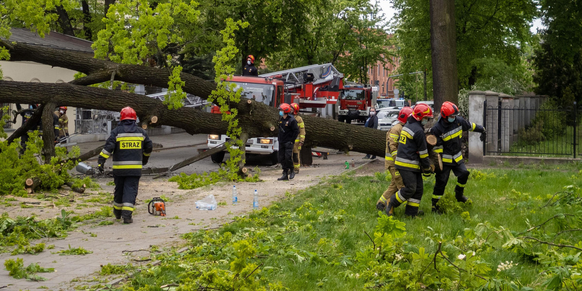 Księży Młyn w Łodzi. Drzewo runęło na ulicę