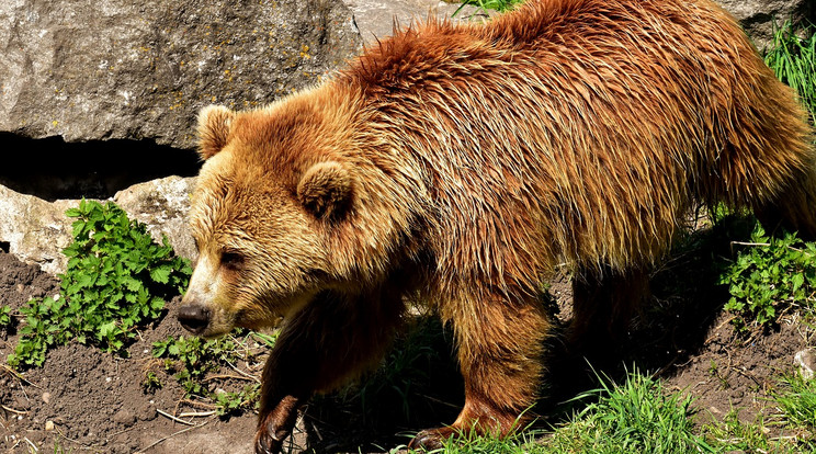 Február 2-án a Szegedi Vadaspark barnamedvéi jósolták meg a várható időjárást / Illusztráció: Pixabay