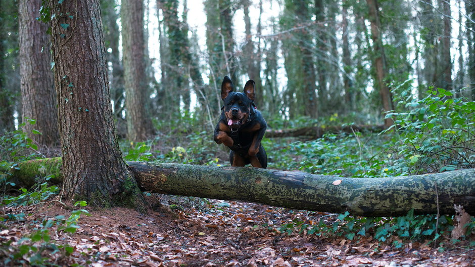 Rottweiler (zdjęcie ilustracyjne)