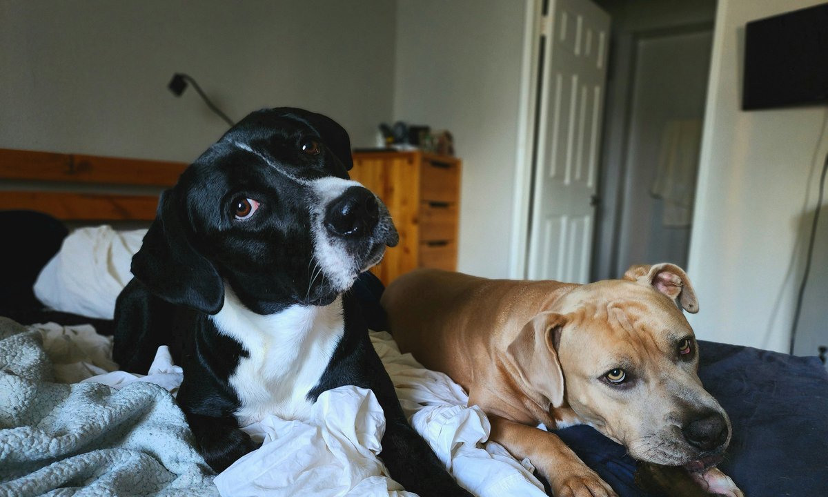 Tylko dwa zwierzęta w lokalu. Absurdalny zapis spółdzielni mieszkaniowej