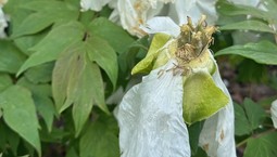 Jak wygląda piwonia drzewiasta? Czy obcinać kwiaty po przekwitnięciu? [ZDJĘCIA]