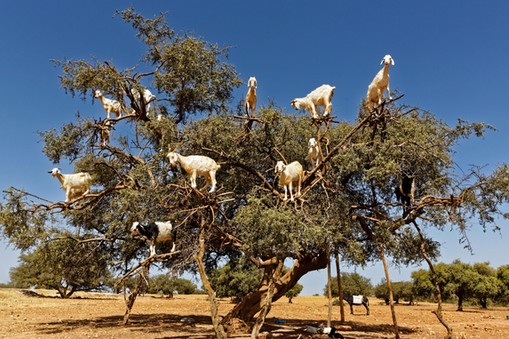 Argan trees and the goats on the way between Marrakesh and Essaouira in Morocco.Argan Oil is produce