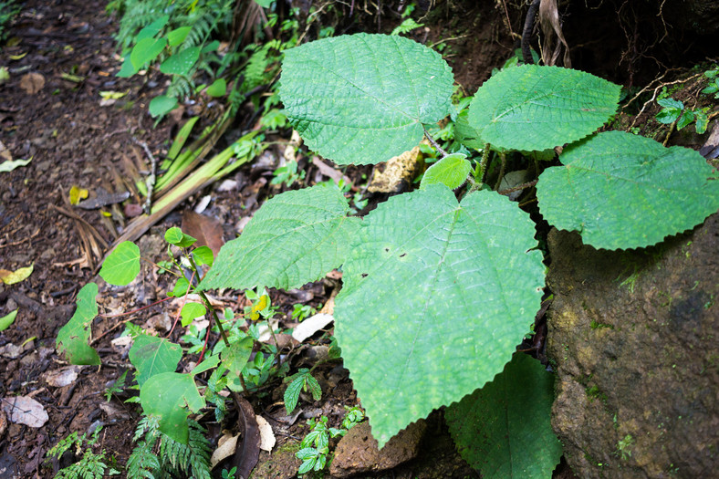 Dendrocnide moroides