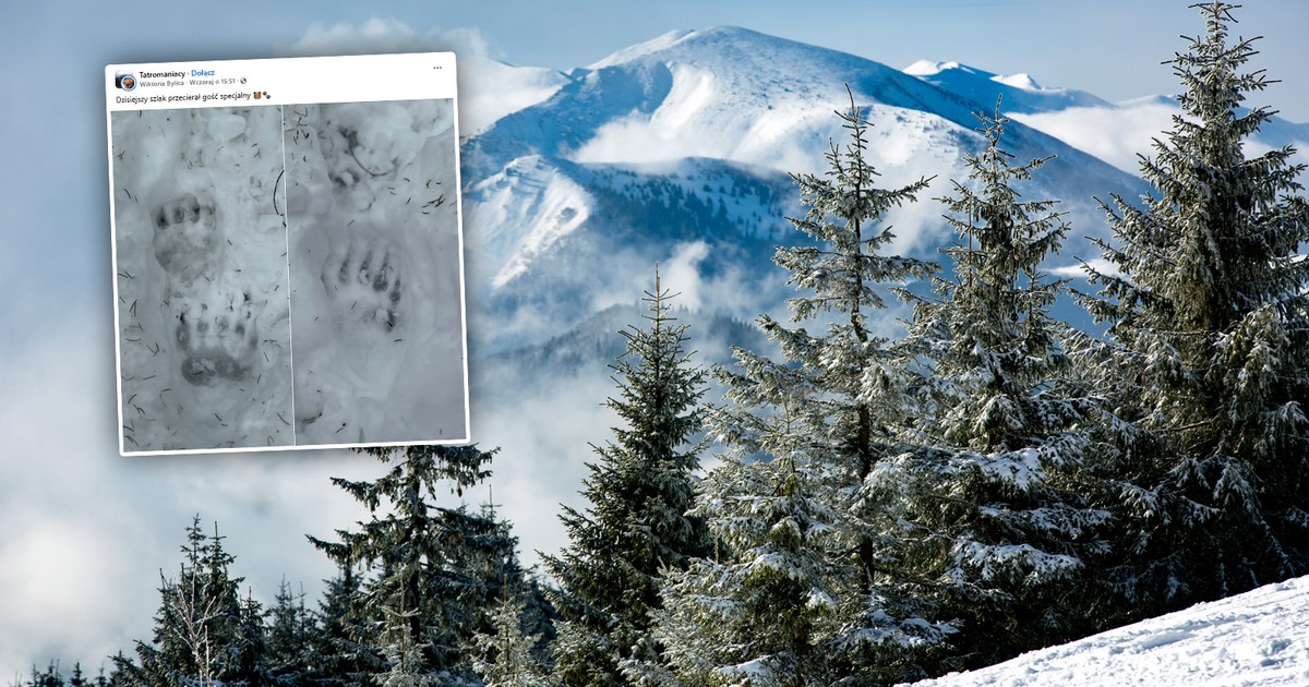 Niedźwiedzie nie śpią tej zimy. Ślady w Tatrach zaskakują turystów