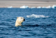 Niedźwiedź polarny miś polarny