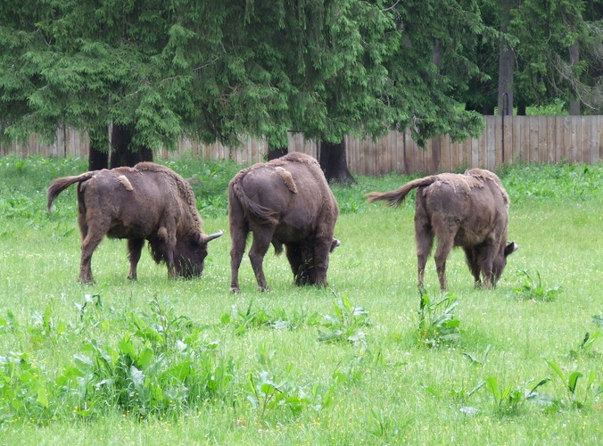 W Puszczy Białowieskiej rozpoznano dotąd 12 tysięcy gatunków zwierząt© www.tydecydujesz.org