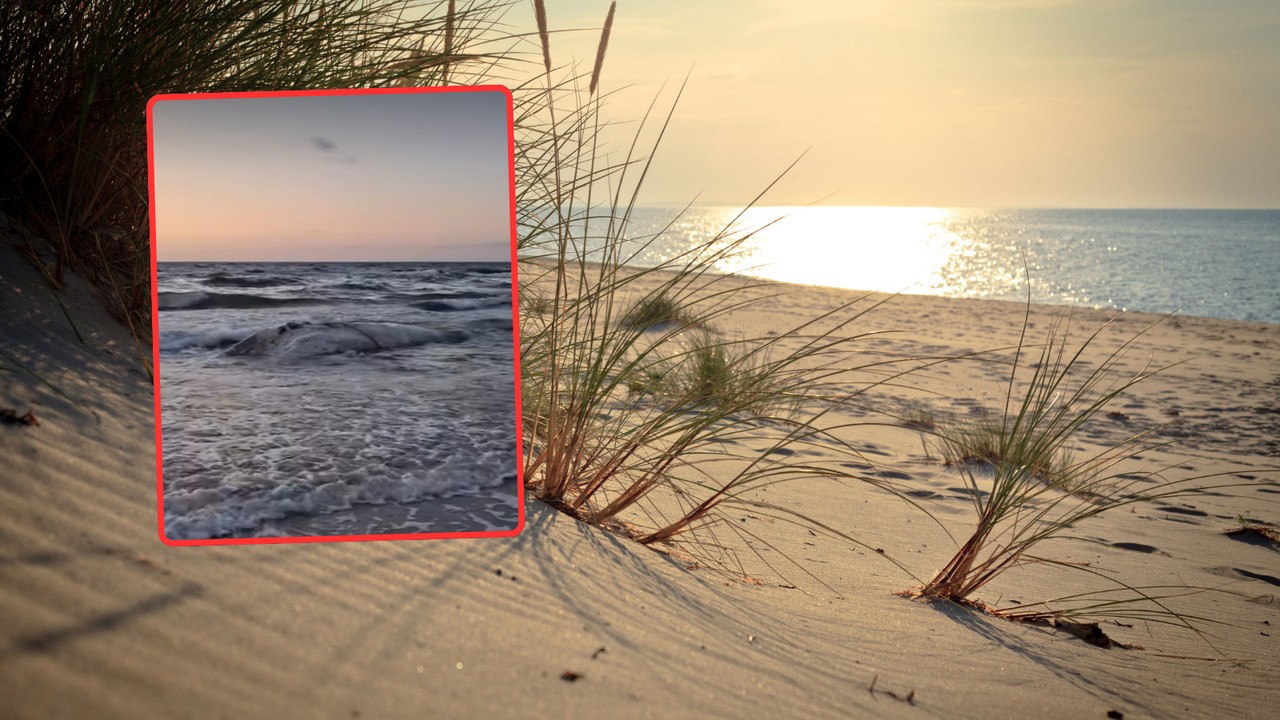 Martwy wieloryb przy plaży w Wisełce. Wiadomo, co zrobią z ciałem