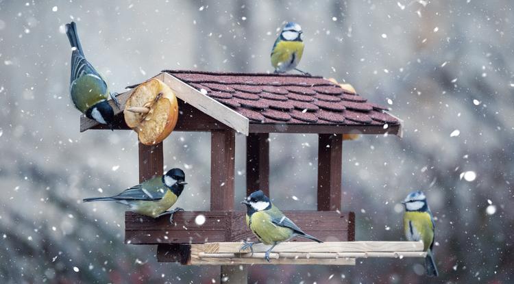 Így etesd a madarakat télen Fotó: Getty Images
