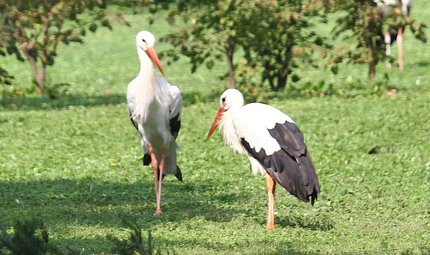 Tak kocha bocian. Został na zimę, by pilnować żony