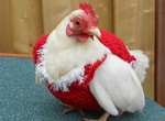 Nigerians complain about inability to afford chicken for Christmas