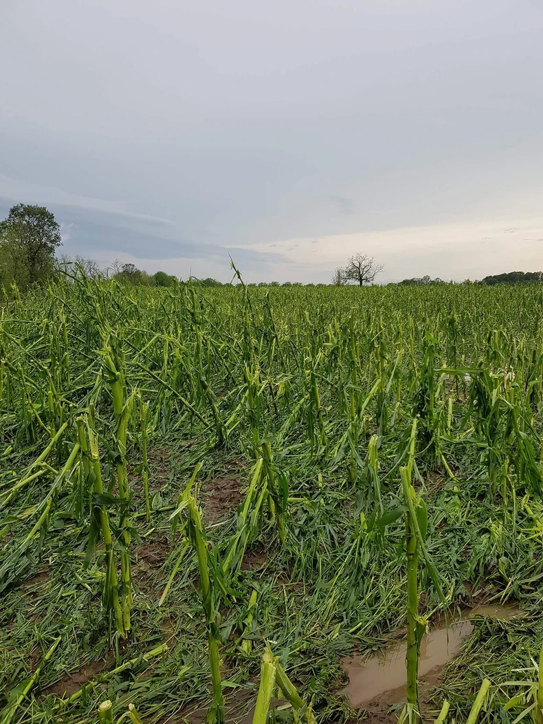Voda je uništila veliku količinu useva, a procena štete još uvek nije moguća