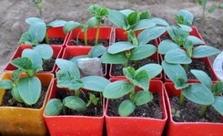 Kiedy siać ogórki w domu na rozsadę? Termin najważniejszy, aby mieć wczesne i obfite zbiory