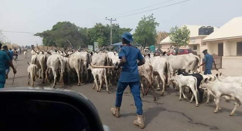 The impounded cows