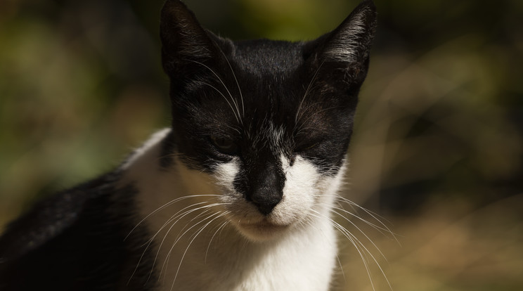 A világ legidősebb macskája utolsó óráiban már mozdulni sem tudott / Illusztráció: Northfoto