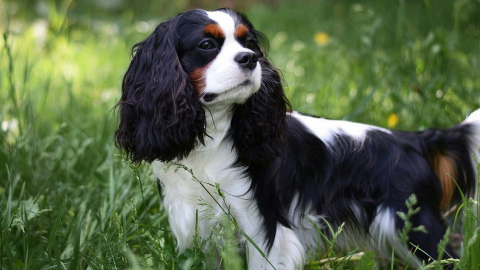 Spaniel cavalier King Charles