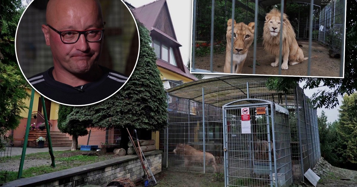 Lwy w klatkach na prywatnej posesji. Tak wygląda "cyrk" w Czchowie!