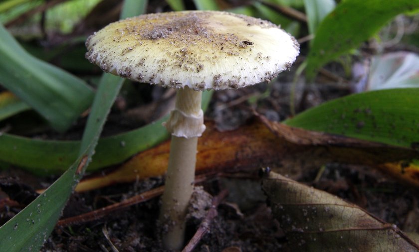 Nazwę Grzyba Którego Najłatwiej Pomylić Z Muchomorem Sromotnikowym Nie pomyl kani z trującym muchomorem! Obydwa grzyby są bardzo podobne