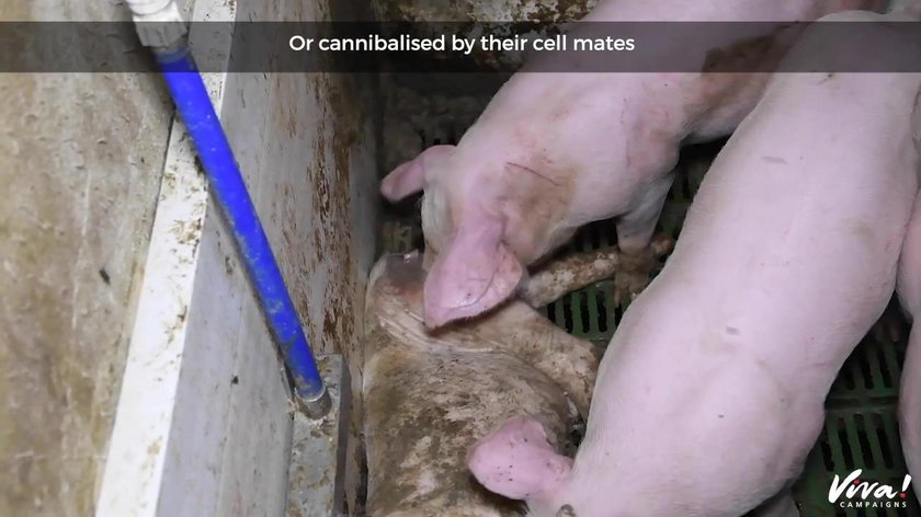 Anglia: znęcanie się nad świniami na fermie Lutterworth