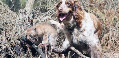 Spanielka wychowuje rysia