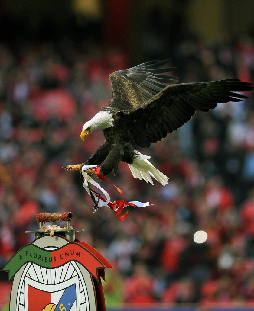 Benfica Lizbona w żałobie. Na Estadio da Luz zmarł wierny kibic