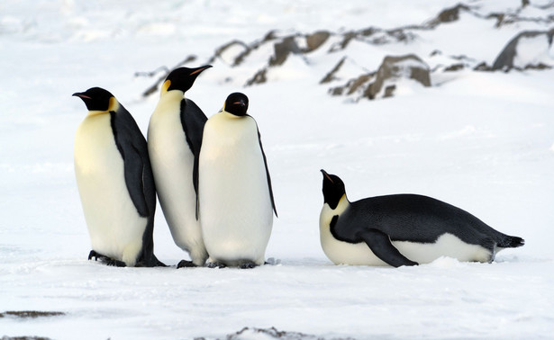 Wysoce śmiertelna postać ptasiej grypy... u pingwinów na Antarktydzie