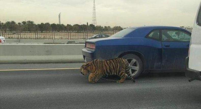 Tiger spotted in traffic after falling from a lorry