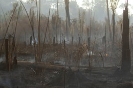 Pożary w Amazonii. Brazylia odrzuca finansową pomoc G7