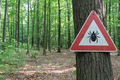 A felmelegedés miatt egy új kullancsfaj érkezett Magyarországra