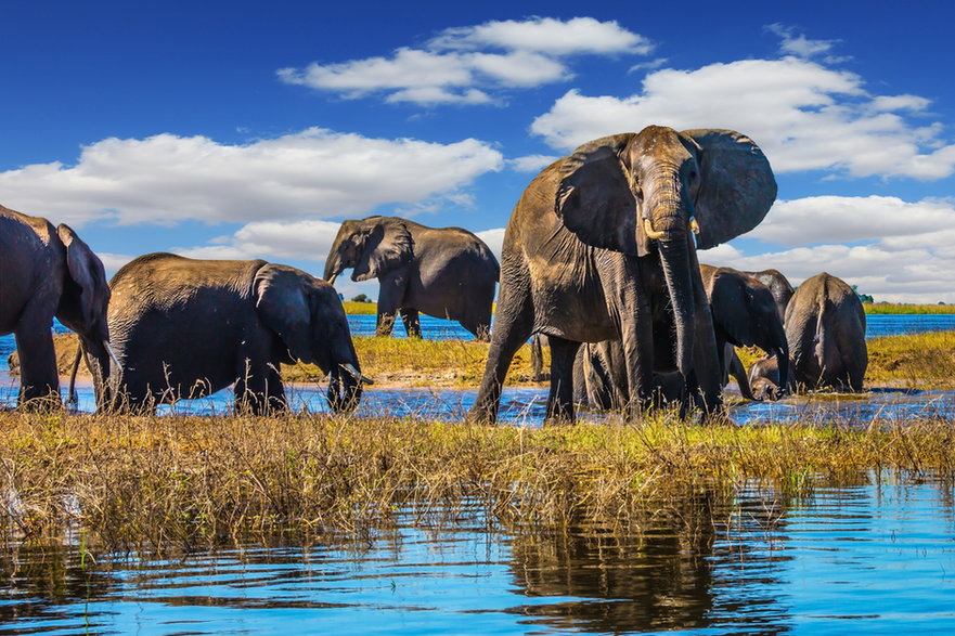 Słonie w Chobe National Park, Botswana