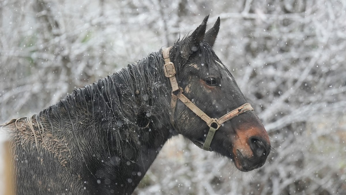 Tri prekrasna konja galopirala u Čačku