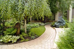 5 pomysłów na drzewa do małego ogrodu