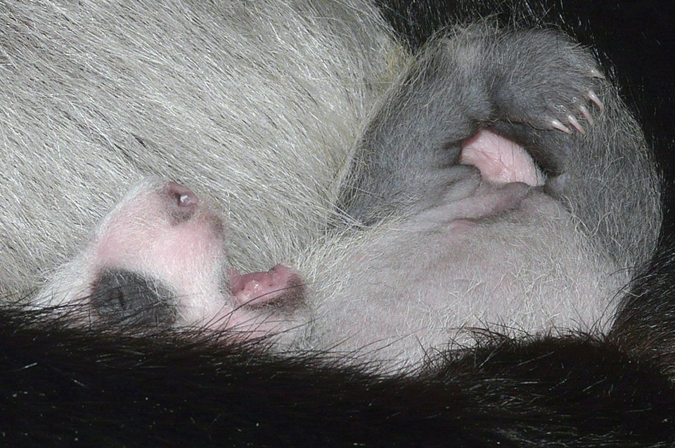 THAILAND NEW BORN PANDA CUB