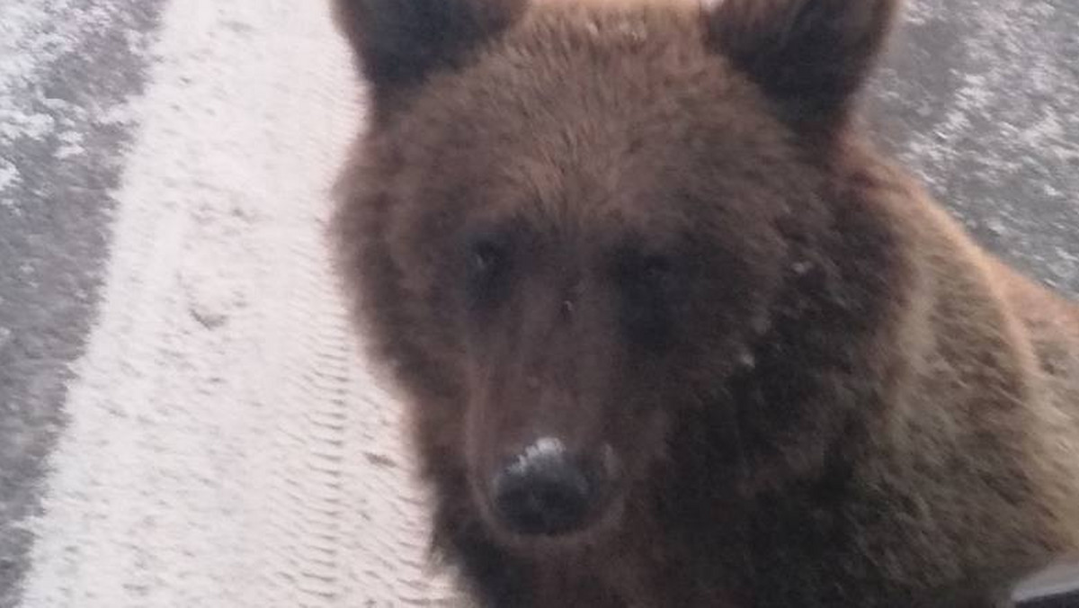 Mały niedźwiedź wzbudził w ostatnim tygodniu wielką sensację, ale jego dość nietypowe zachowanie martwiło mieszkańców i turystów. Jak skończyła się ta historia?