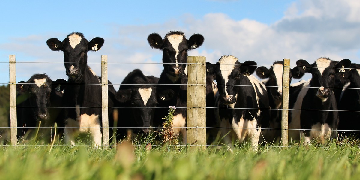 Cows are becoming useless thanks to science.