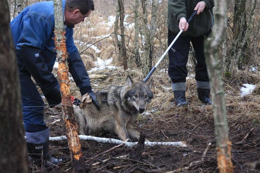 Cała wieś ratowała wilka