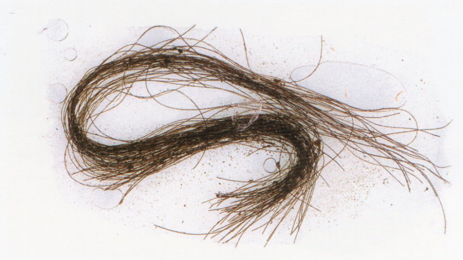 Ślady substancji psychodelicznych we włosach sprzed 3 tys. lat, fot. ASOME-Universitat Autònoma de Barcelona