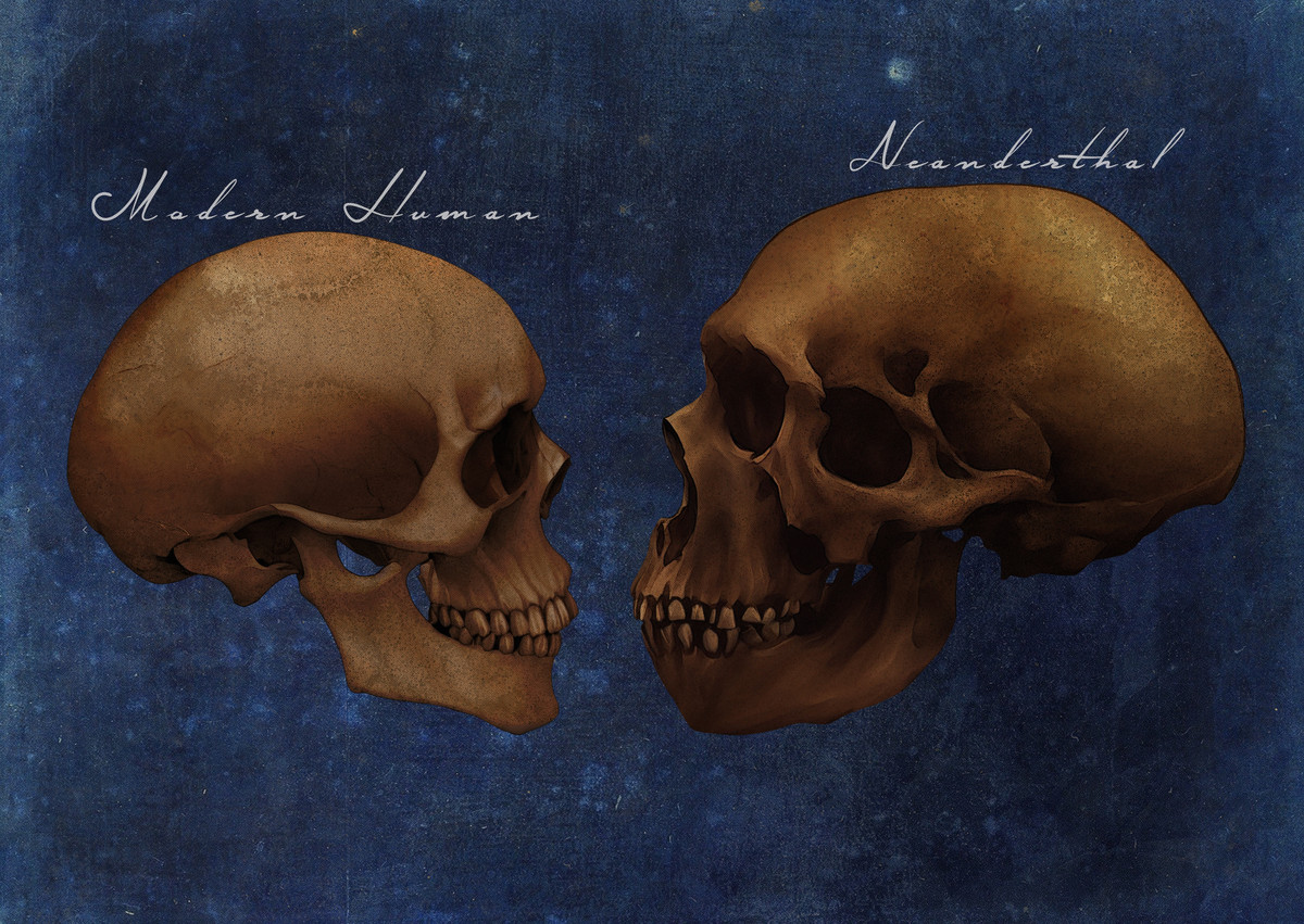 Razlika između anatomski modernog čoveka i neandertalca