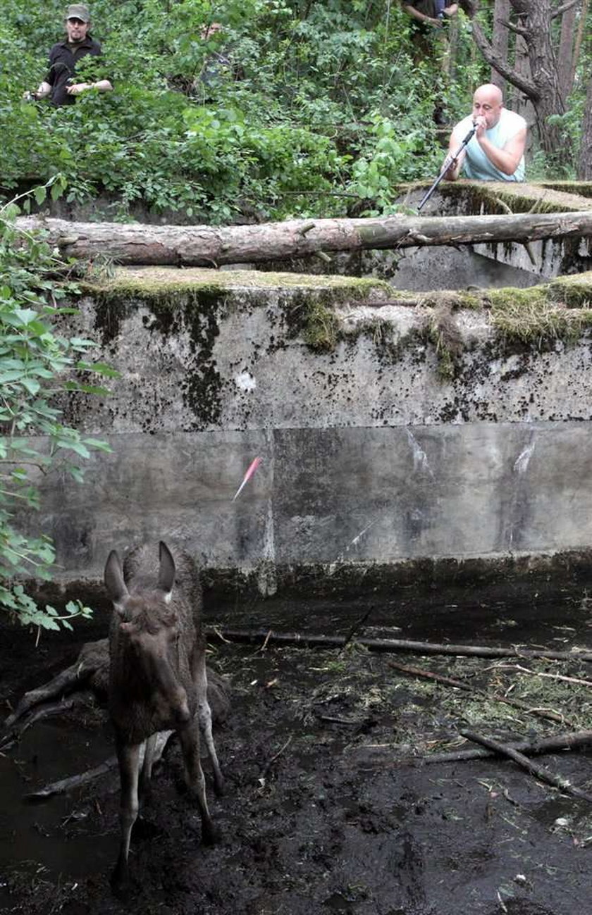 Łoś wpadł do bunkra. FOTO