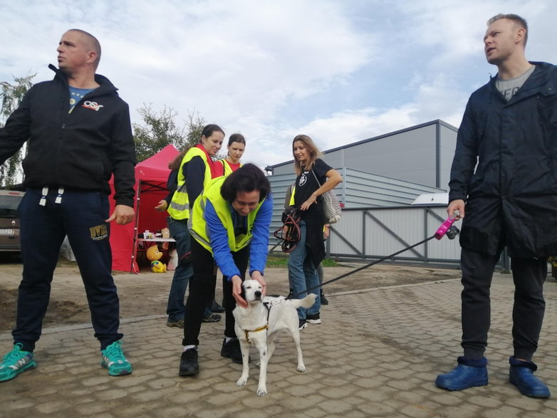 Bieg z PSYjacielem. Światowy Dzień Zwierząt w Skierniewicach