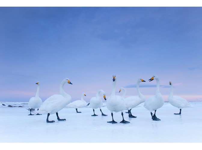 Stefano Unterthiner z Włoch zajął drugie miejsce w kategorii 'przyroda - fotoreportaż' za zdjęcie dla 'National Geographic', przedstawiające łabędzie krzykliwe na japońskiej wyspie Hokkaido