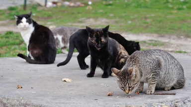 Tysiąc kotów uratowanych w Chinach. Kryjówka była koło cmentarza