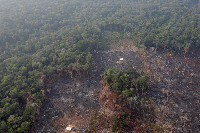 Pożar Amazonii. Płoną lasy deszczowe. Płuca świata zagrożone ogniem