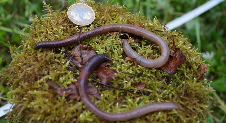 'Earthworm dilemma' has climate scientists racing to keep up