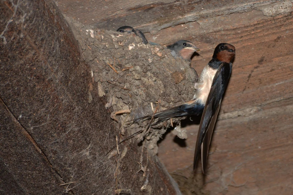 laste 1 foto tanjug ceda vuckovic