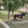 Prosidba u Novom Sadu 