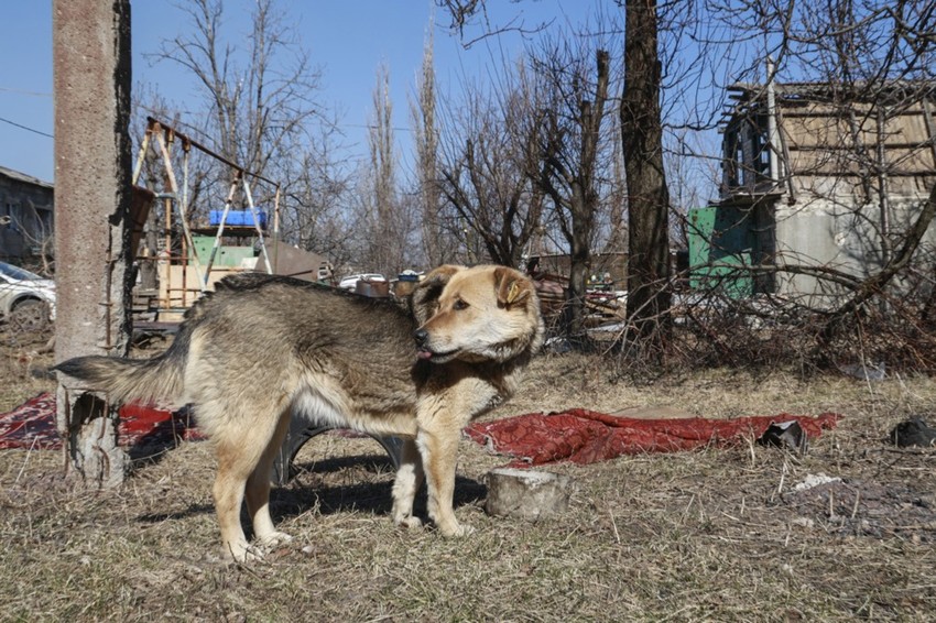 Pas lutalica u naselju Spartak u Donjecku 12. marta 2024.