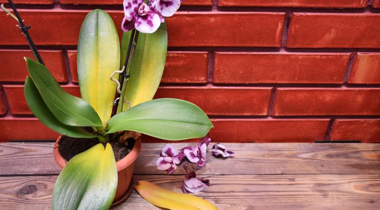 Orchidea Fotó: Shutterstock