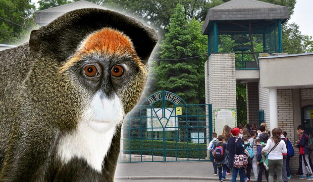 De Brazza majmuni - novi stanovnici Beo Zoo Vrta