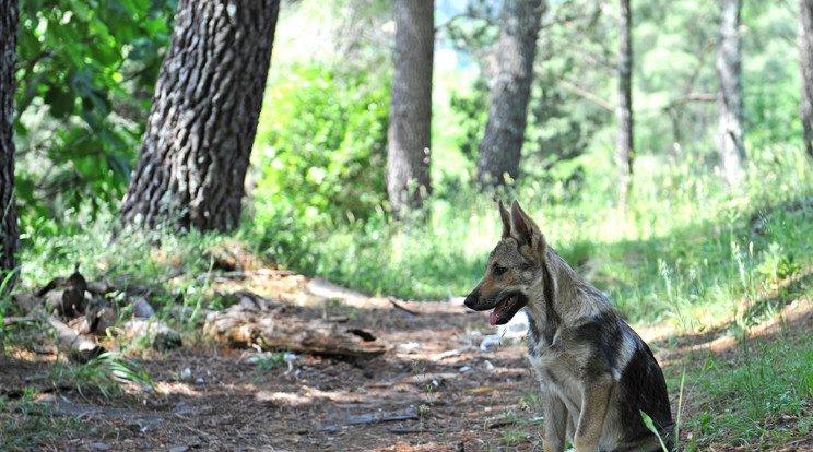 Agyonlőtte a francia pár kutyáját a vadász, ugyanis féltette a vadállományt  Fotó: Northfoto